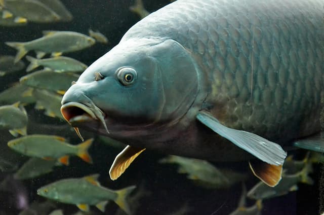fish