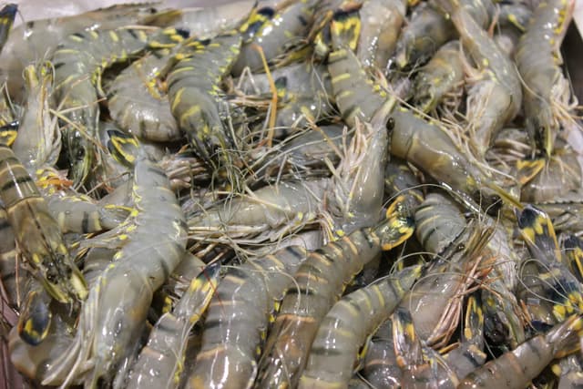 crustacean